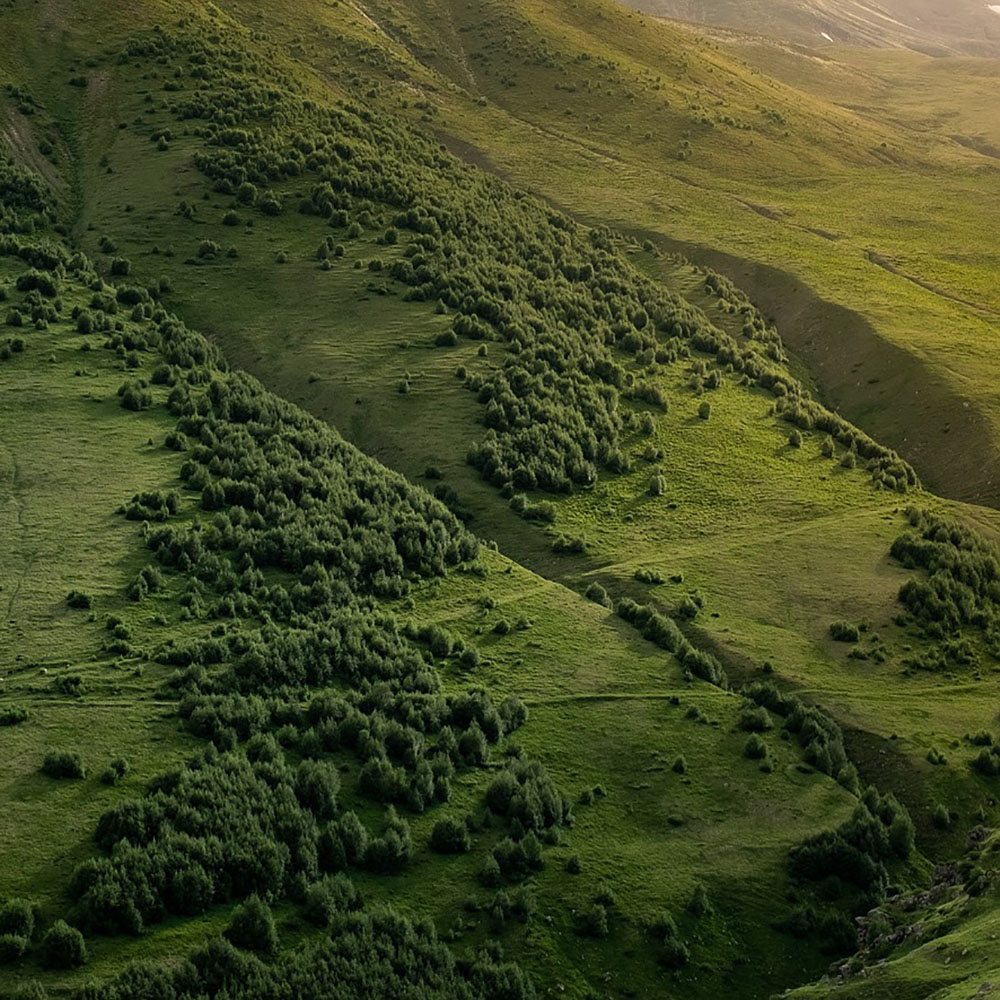 green trees in forest during daytime